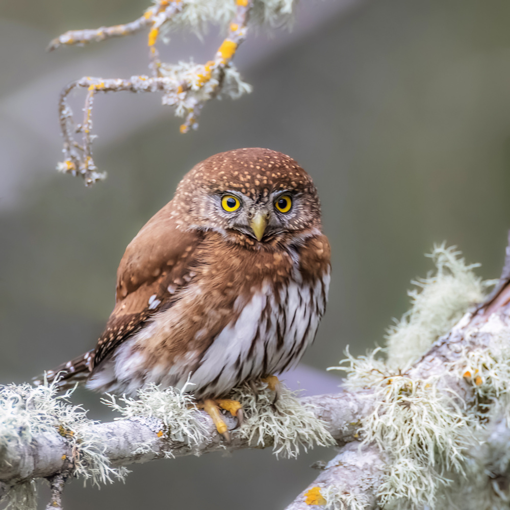 Northern Pygmy Owl von Taksing (吉星高照)