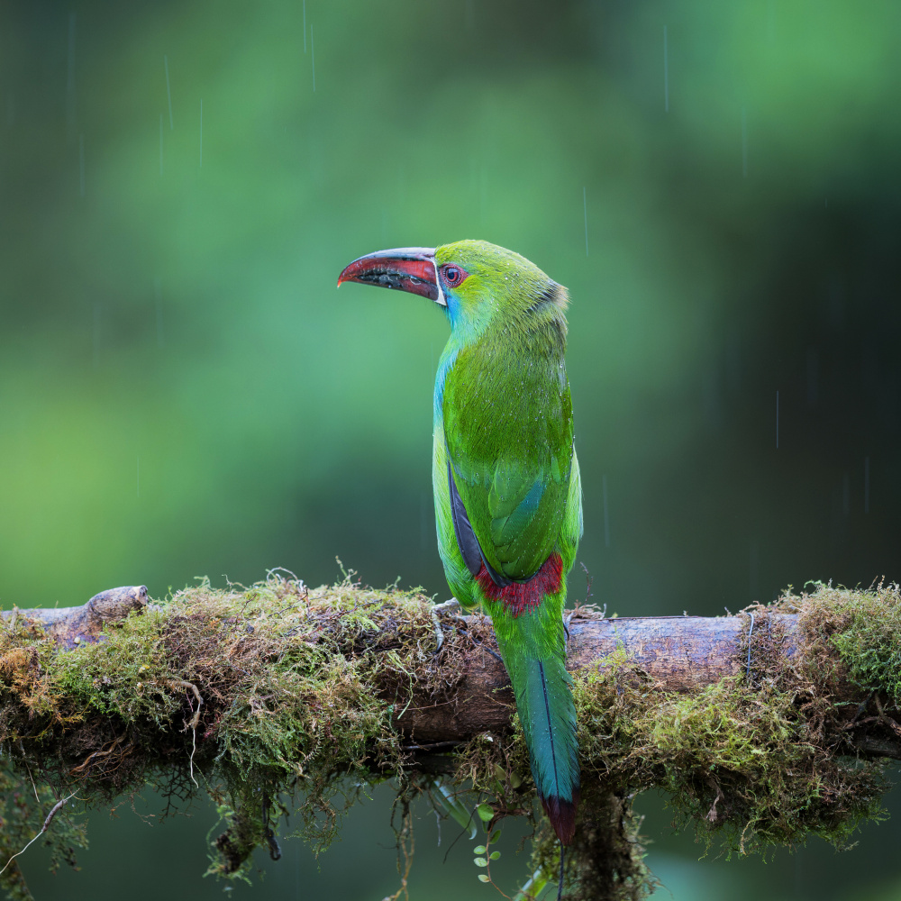 Crimson-rumped toucanet von Taksing (吉星高照)