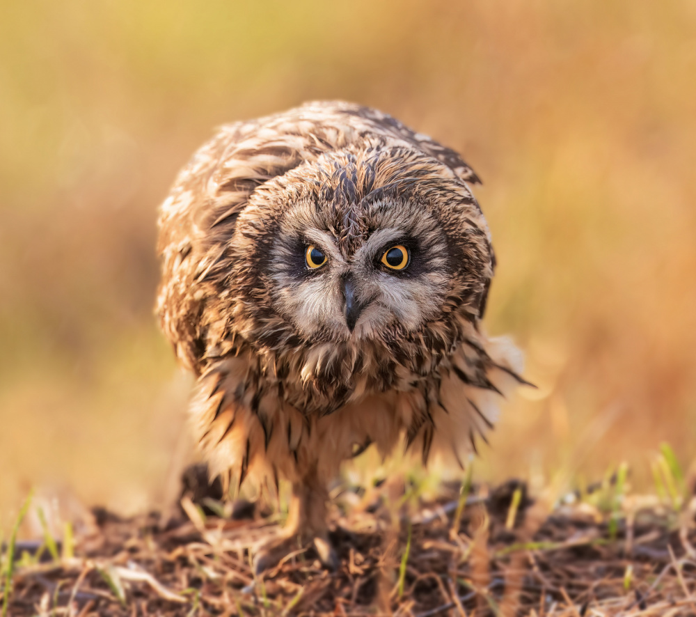 short-eared owl von Taksing (吉星高照)