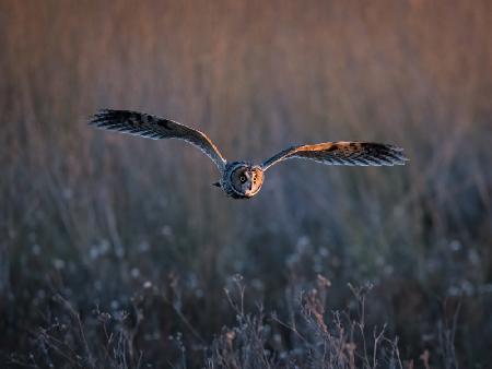 Long-eared owl