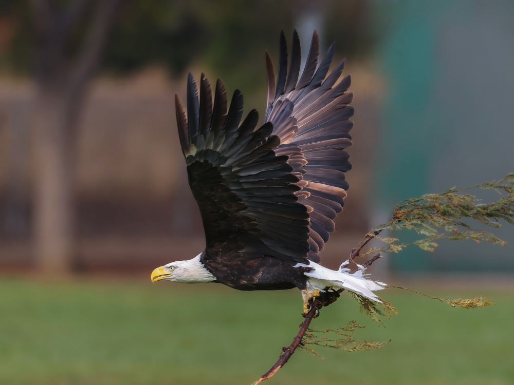 bald eagle von Taksing (吉星高照)