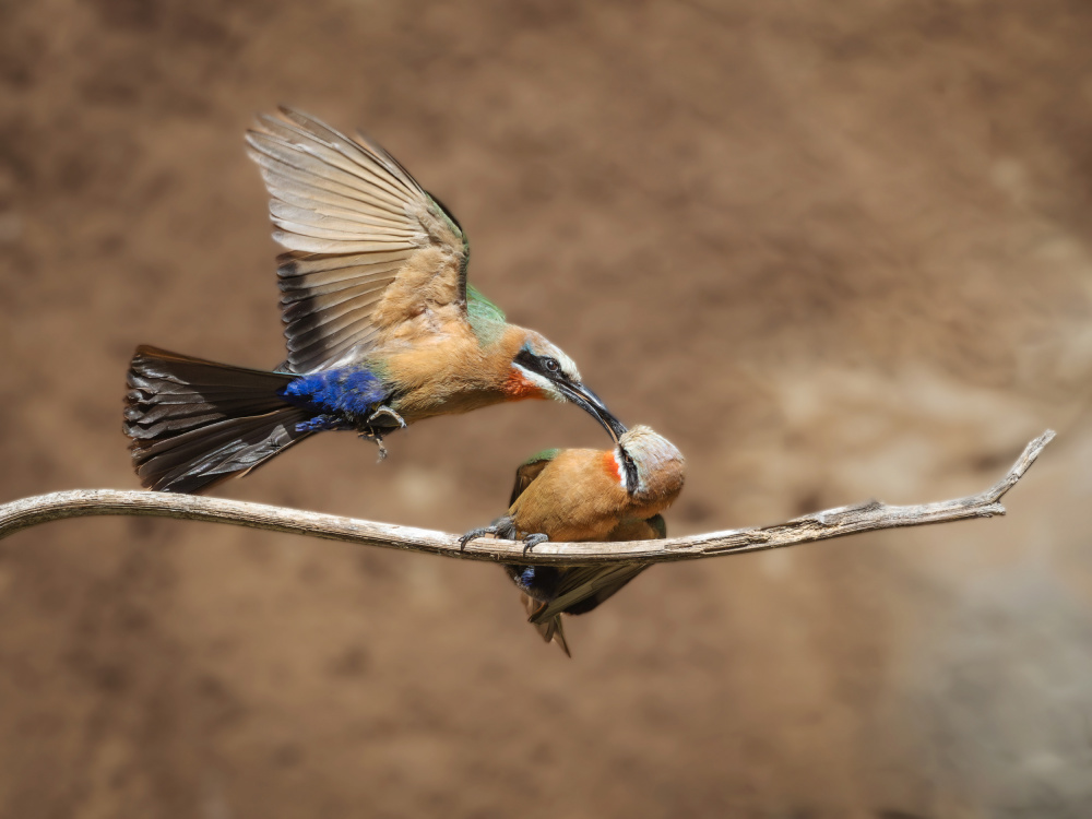 white-fronted bee-eater von Taksing (吉星高照)