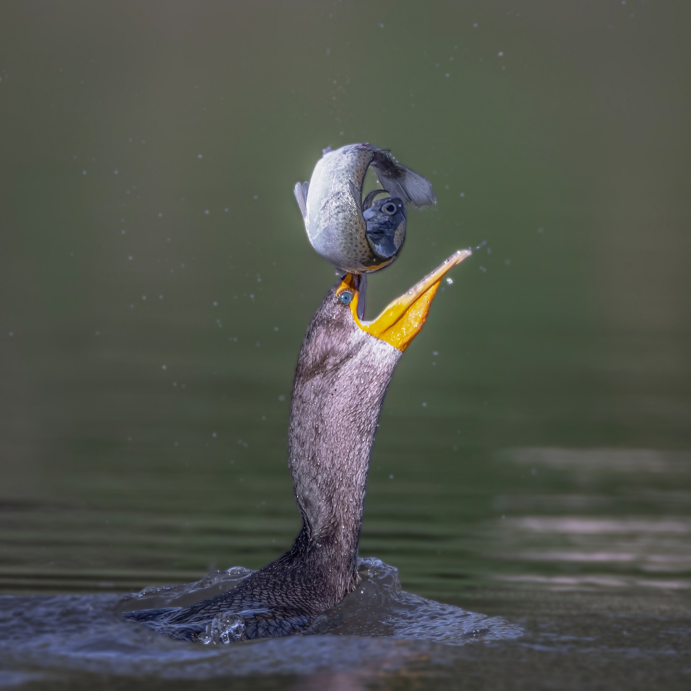 circus show von Taksing (吉星高照)