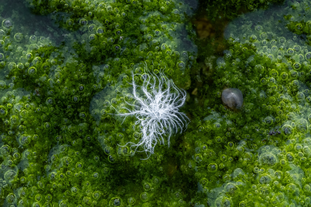 In Bloom von Takumi Takemura