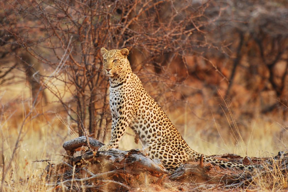 Königin des Busches von Tamara Beltrame