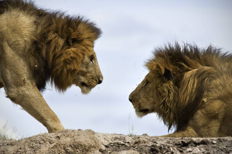 Face to Face von Tamir Bibi