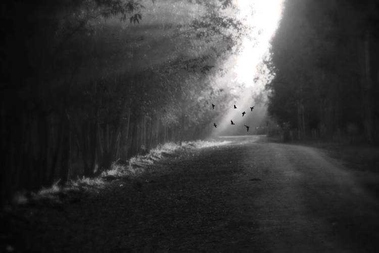 Birds von Taner Kinar