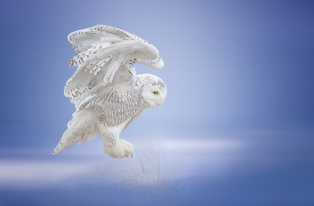 Taking....off von Tao Huang