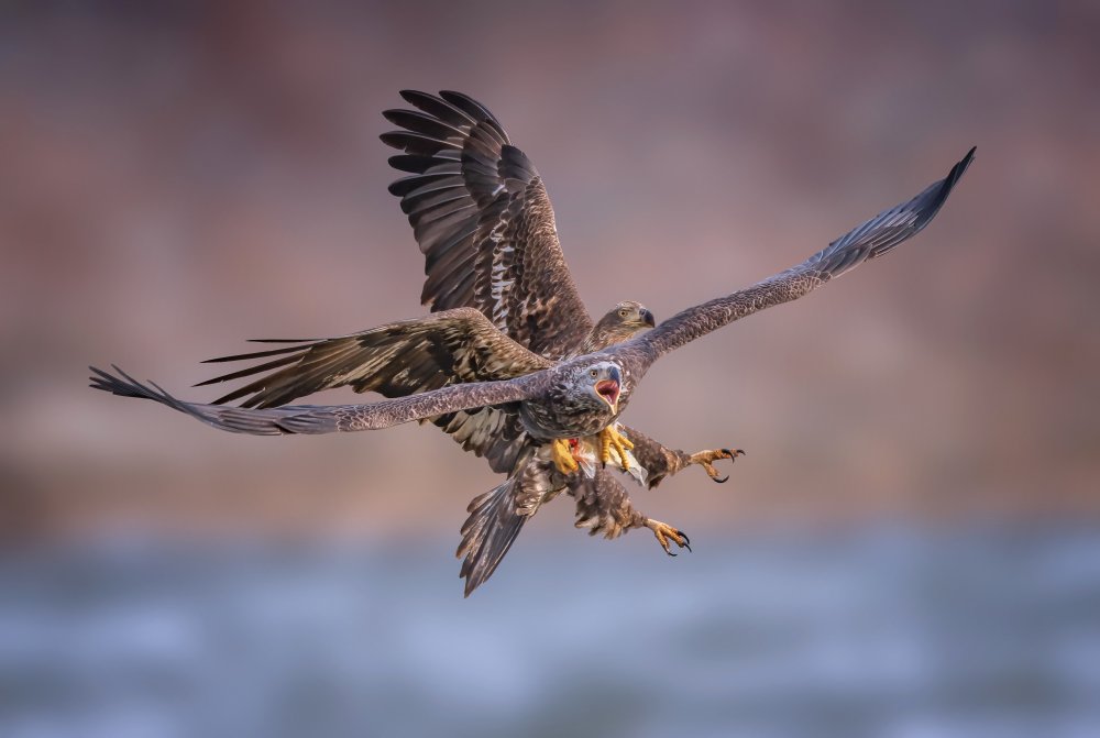 Eagles von Tao Huang