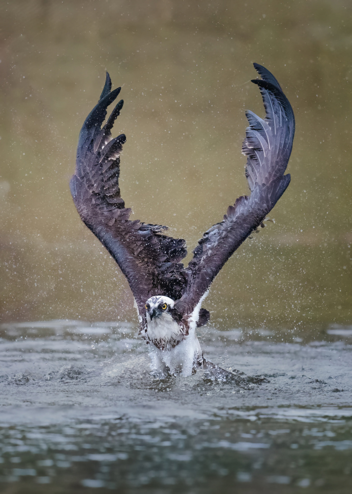 Big Victory von Tao Huang