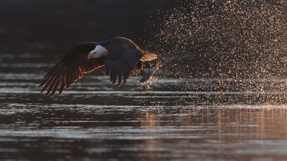 Morning Catching-2 von Tao Huang