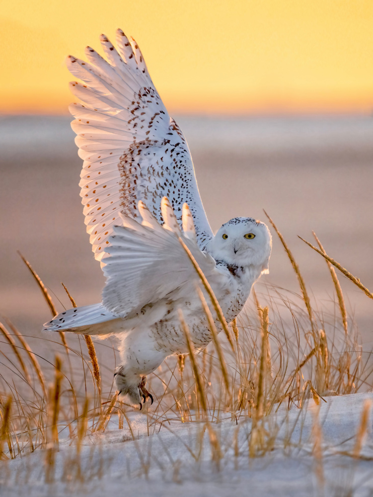 Snowy Owl von Tao Huang