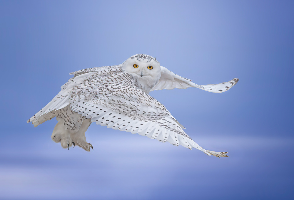 See me von Tao Huang