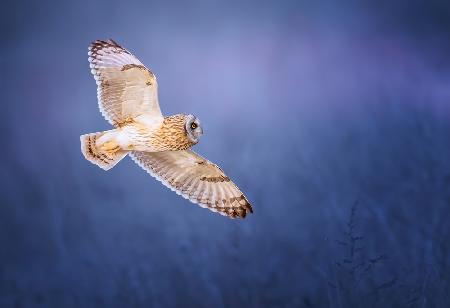 Short-eared Owl