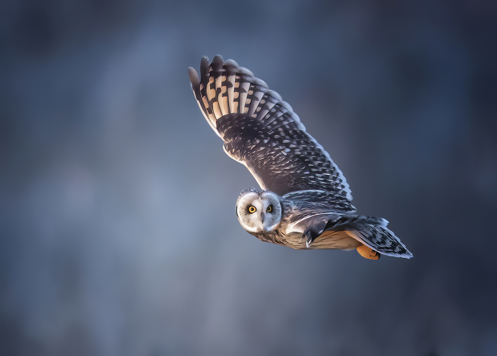 Short-eared Owl von Tao Huang