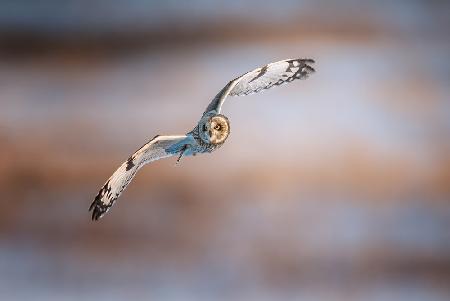 Short-eared Owl
