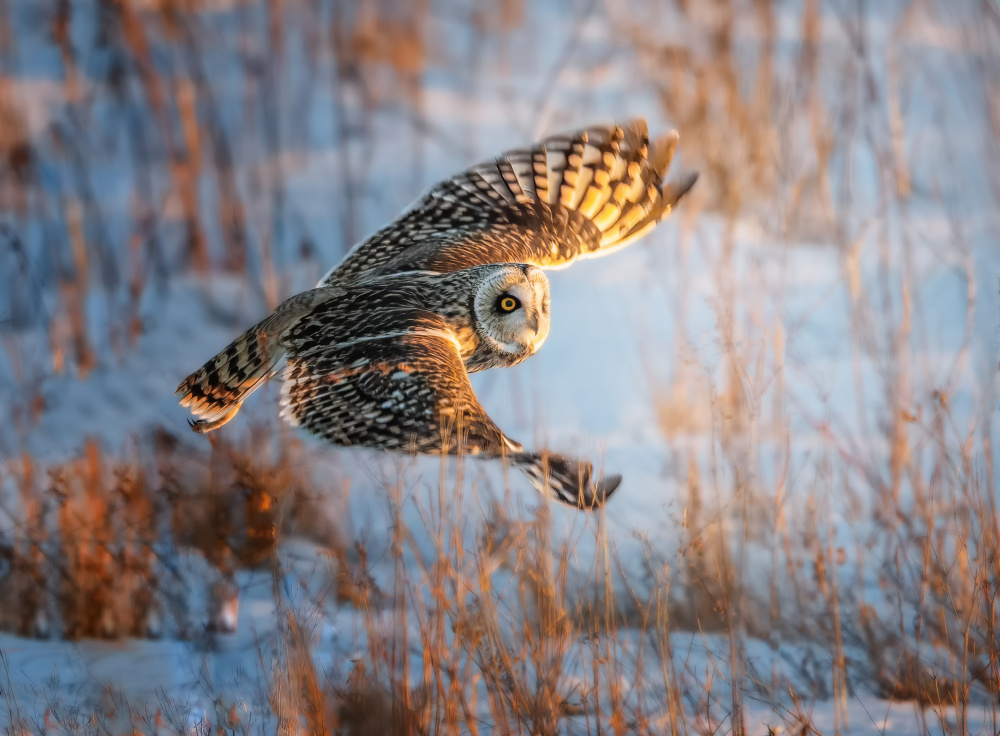 Short-eared Owl von Tao Huang