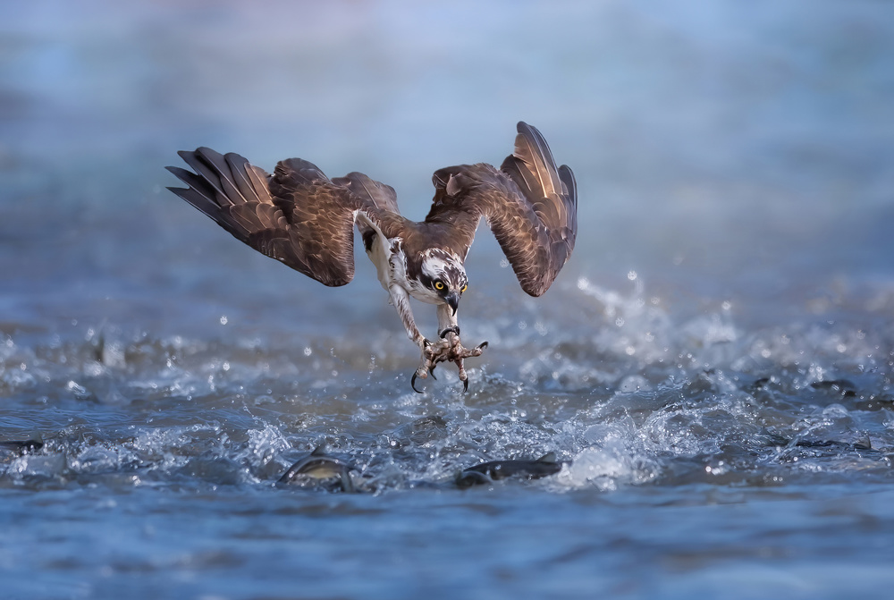 Aiming One von Tao Huang