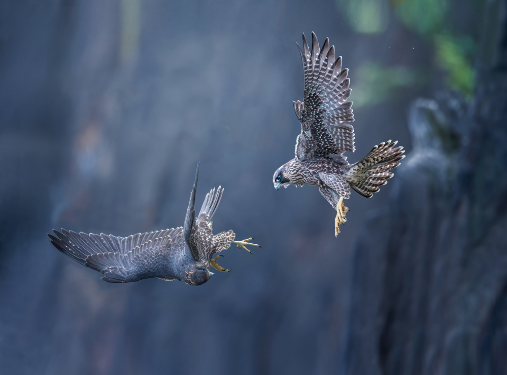 Playing together von Tao Huang