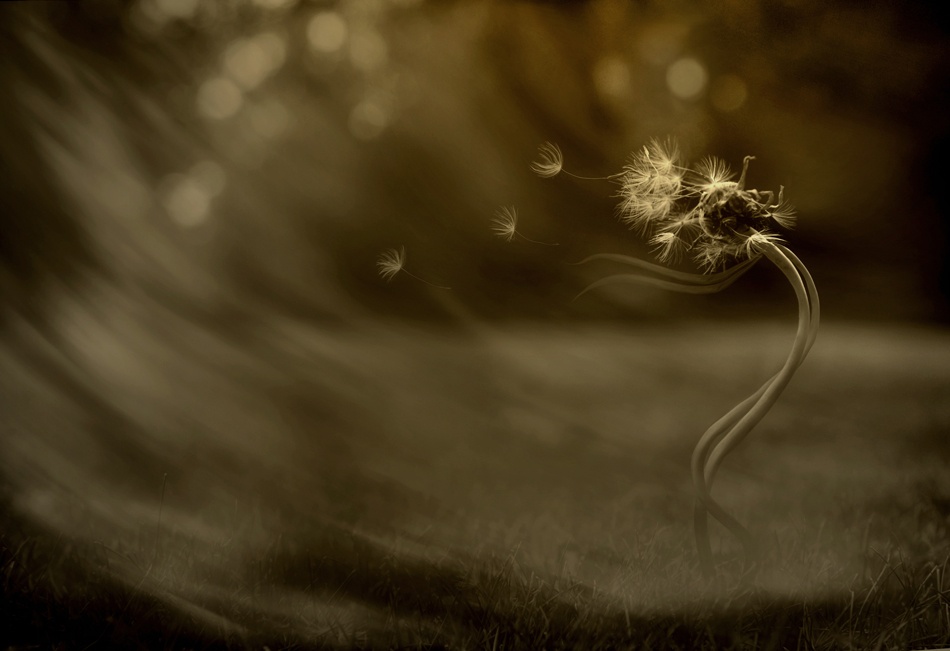 \"Blowing in the wind...\" von Tatiana Gorilovsky