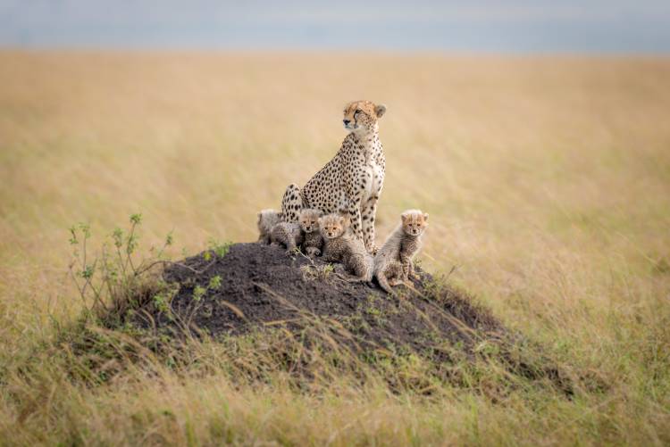 Regal Protector von Ted Taylor