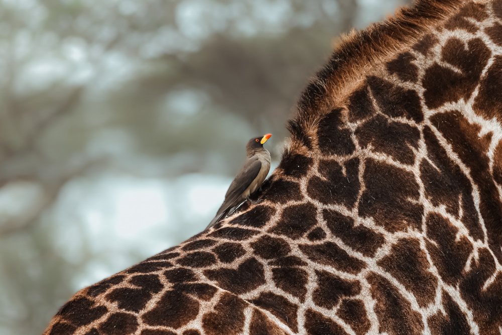 Best friends von Tereza Frank