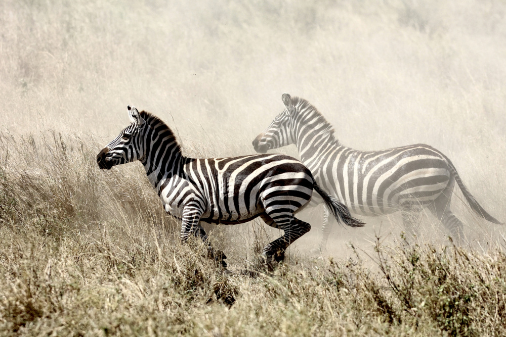 The Zebra Chase von Tereza Frank