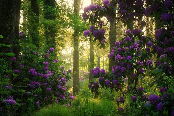 Another day in paradise von Tham Do