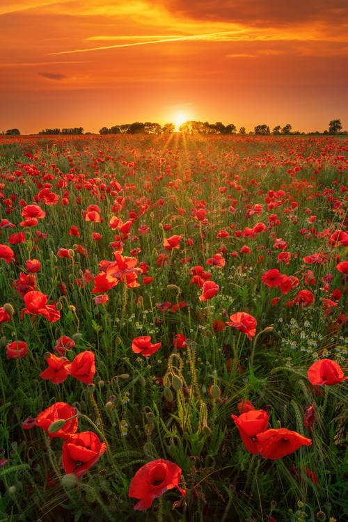 Blooming poppies at sunset von Tham Do