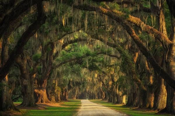 Lowcountry tree tunnel von Tham Do