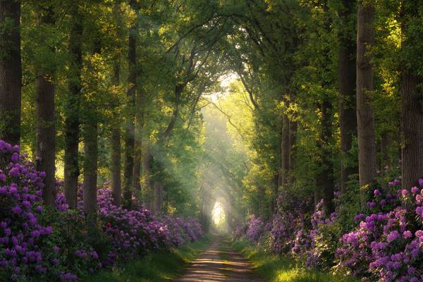 Rhododendrons and sunrays von Tham Do