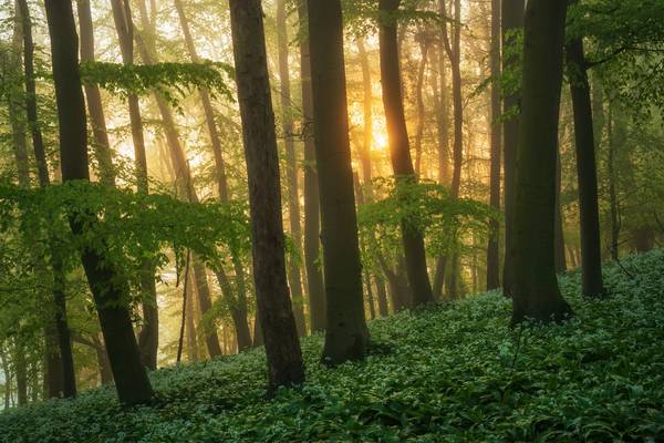 Wild garlic at sunrise von Tham Do