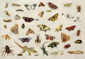 A Study of insects