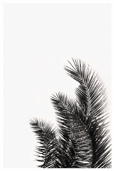 Palms Leaves
