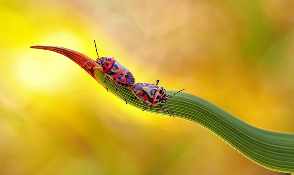 Alladin... von Thierry Dufour