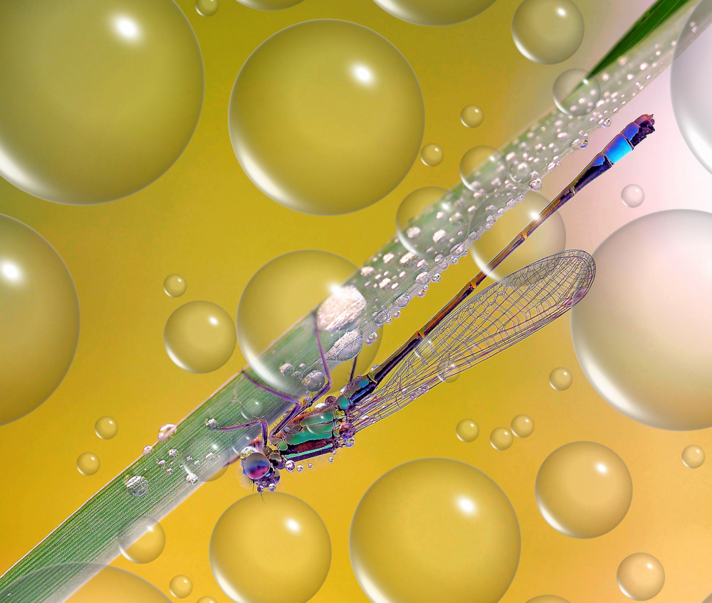 Anti-heat wave dew... von Thierry Dufour