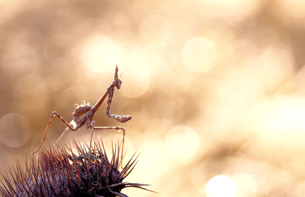 Walking on thorns... von Thierry Dufour