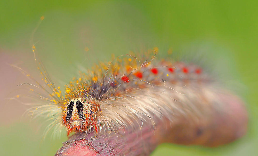 Ready for carnival... von Thierry Dufour