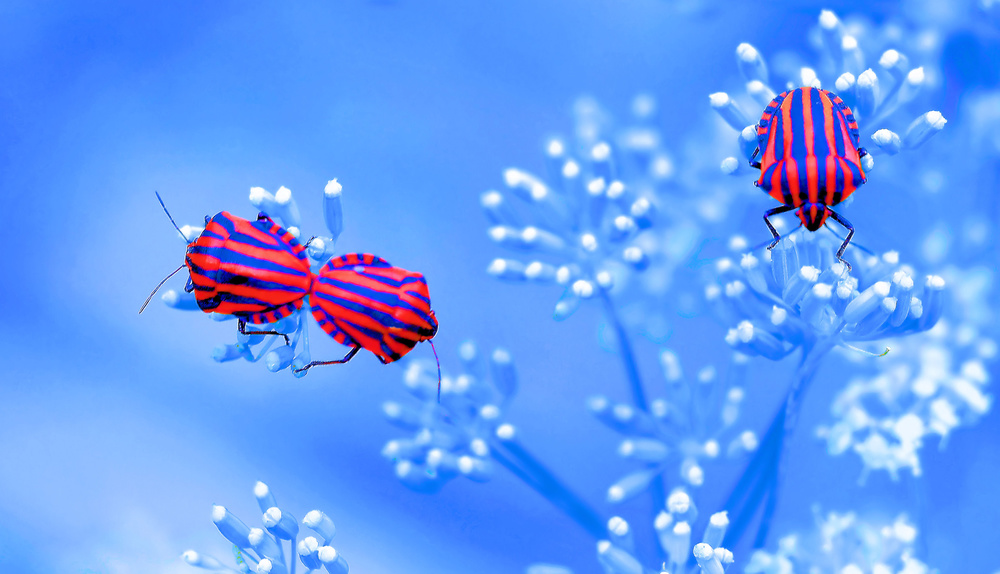 Ready for Halloween... von Thierry Dufour