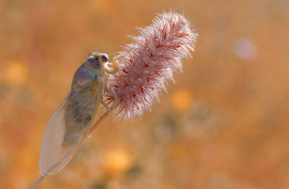 Messenger of the summer... von Thierry Dufour