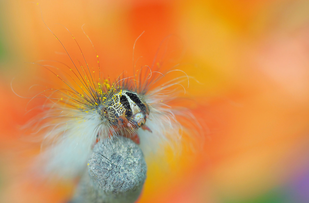 The festival of colors at the carnival von Thierry Dufour