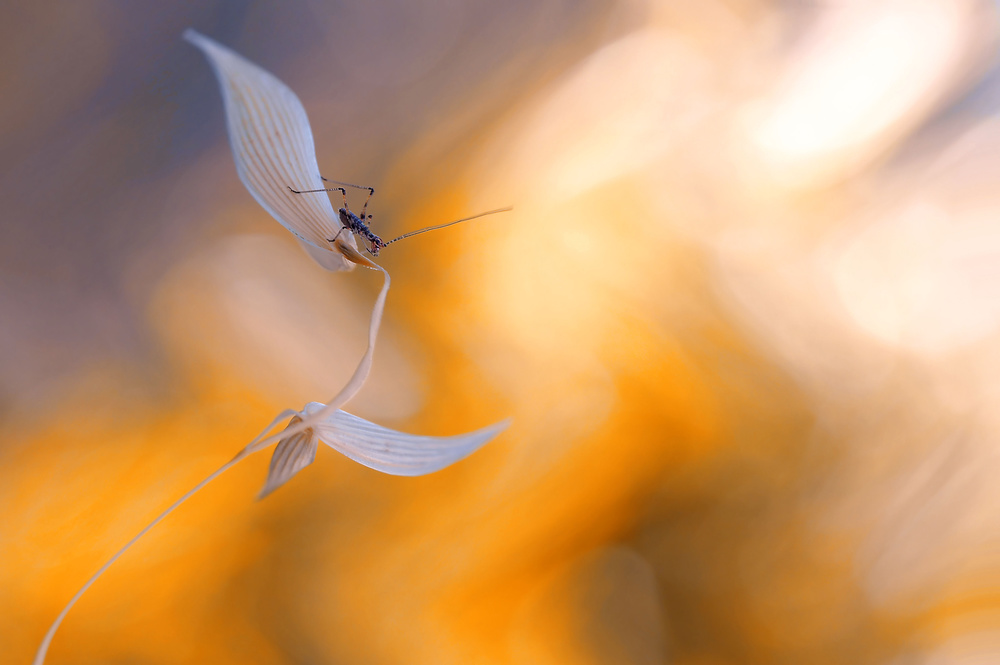 Confronting the solar storm... von Thierry Dufour