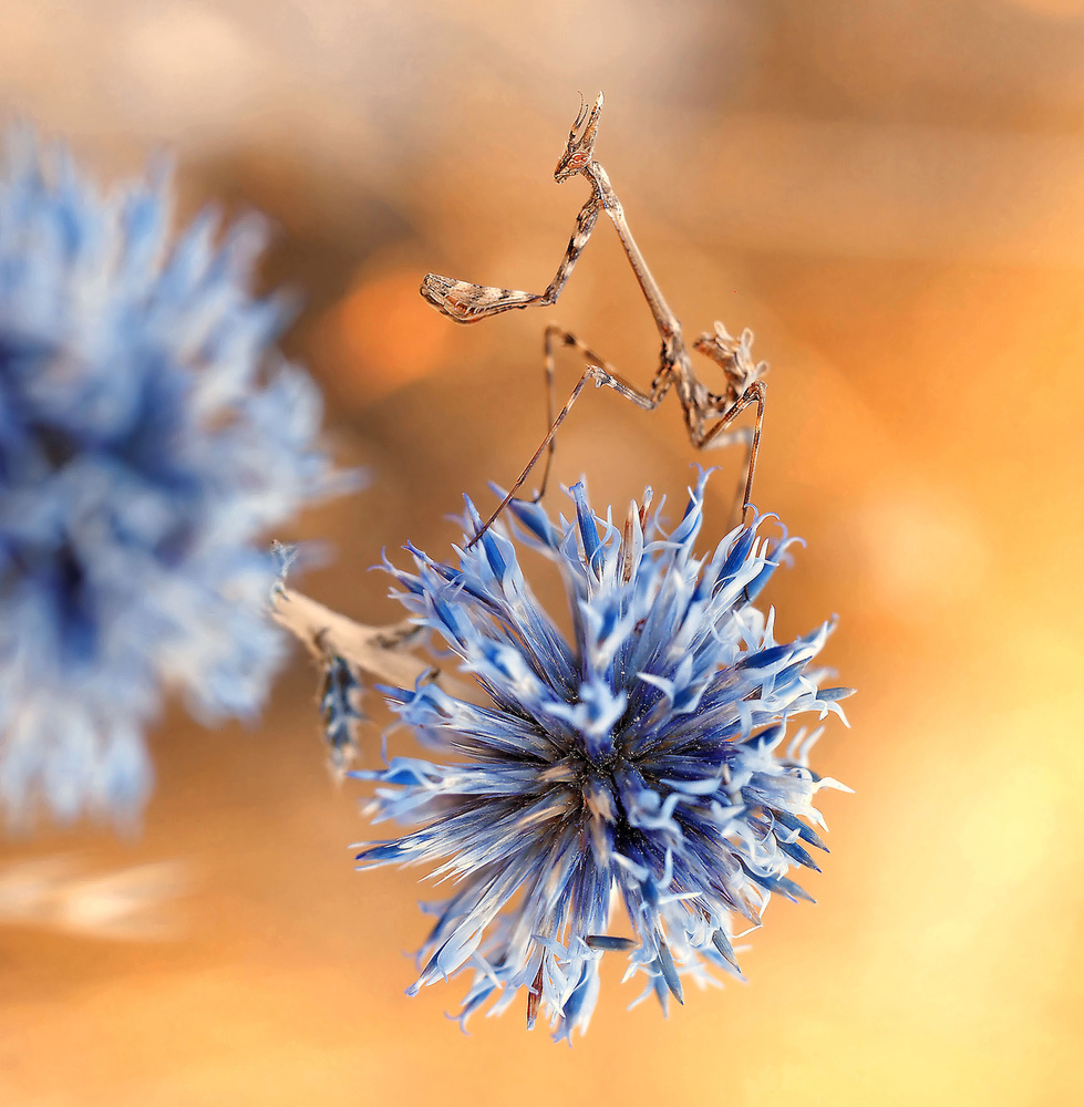 The king of the blue world... von Thierry Dufour