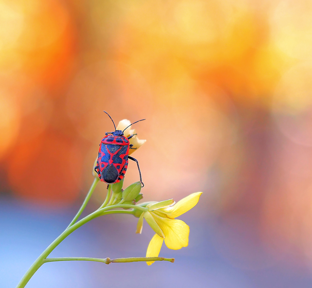The painter of the sky... von Thierry Dufour