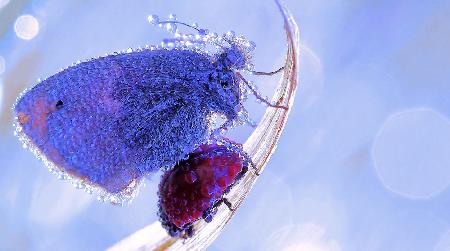 The morning dew created his artwork