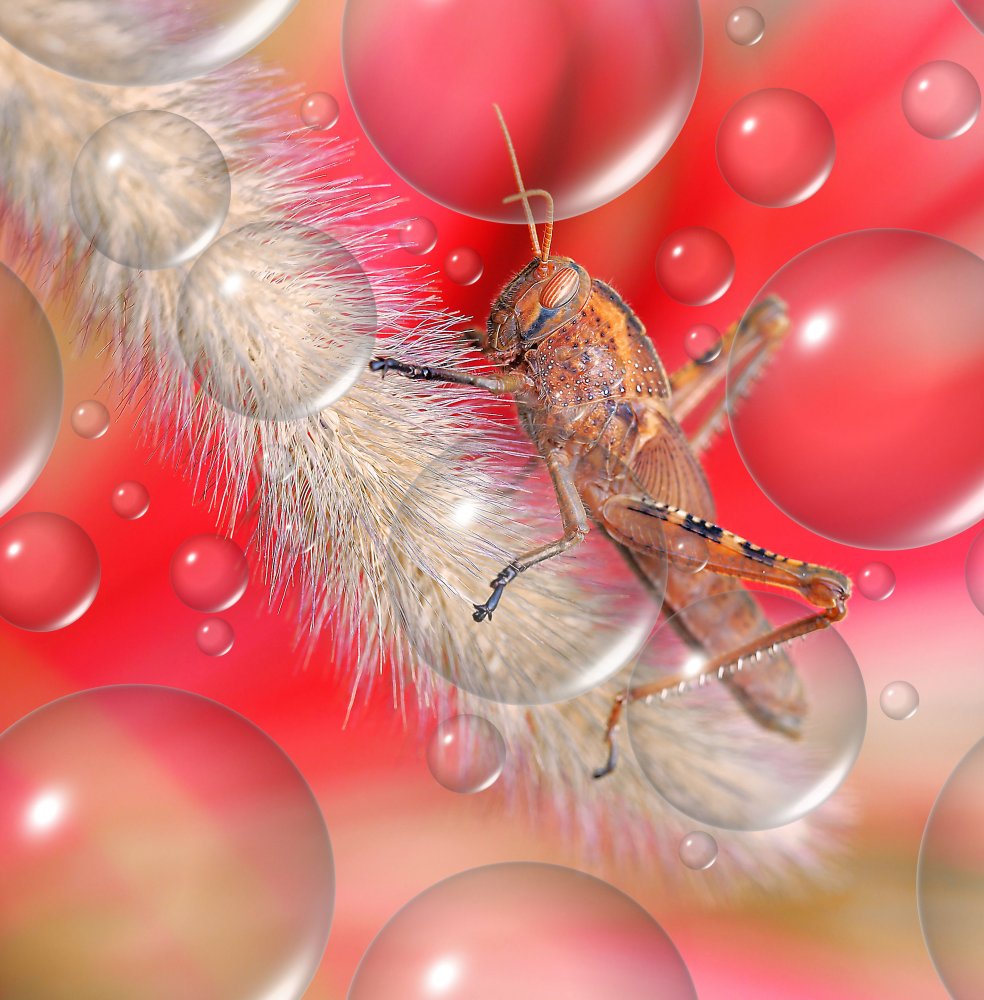 The knight of the sky... von Thierry Dufour