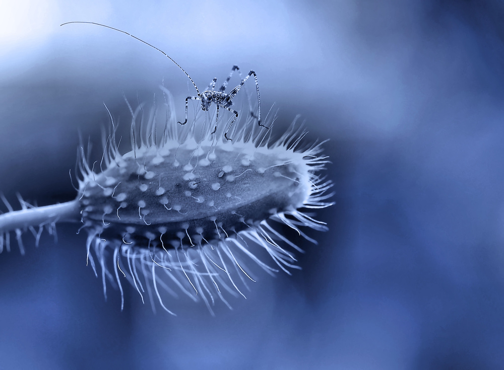 The little dancer... von Thierry Dufour