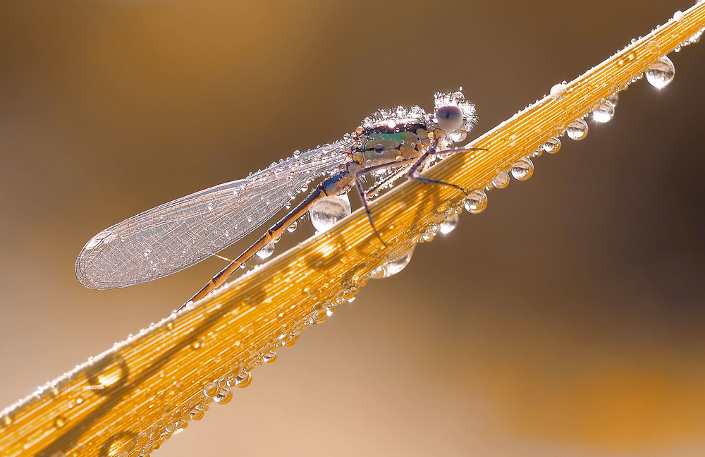 Nature is preparing for Christmas... von Thierry Dufour