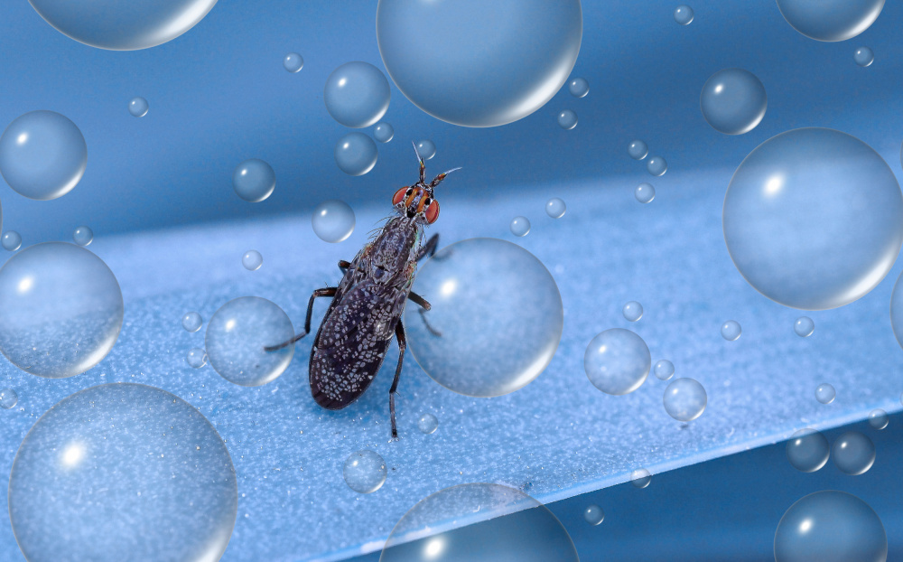 The star track... von Thierry Dufour