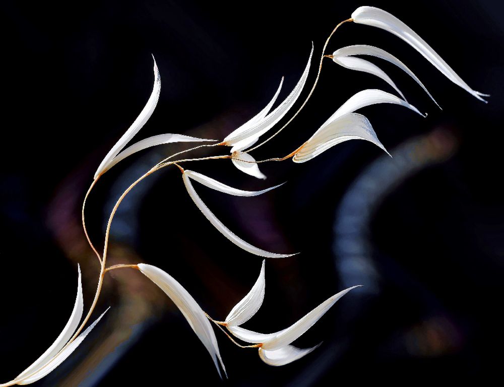 Die Stimmen der Natur ... von Thierry Dufour